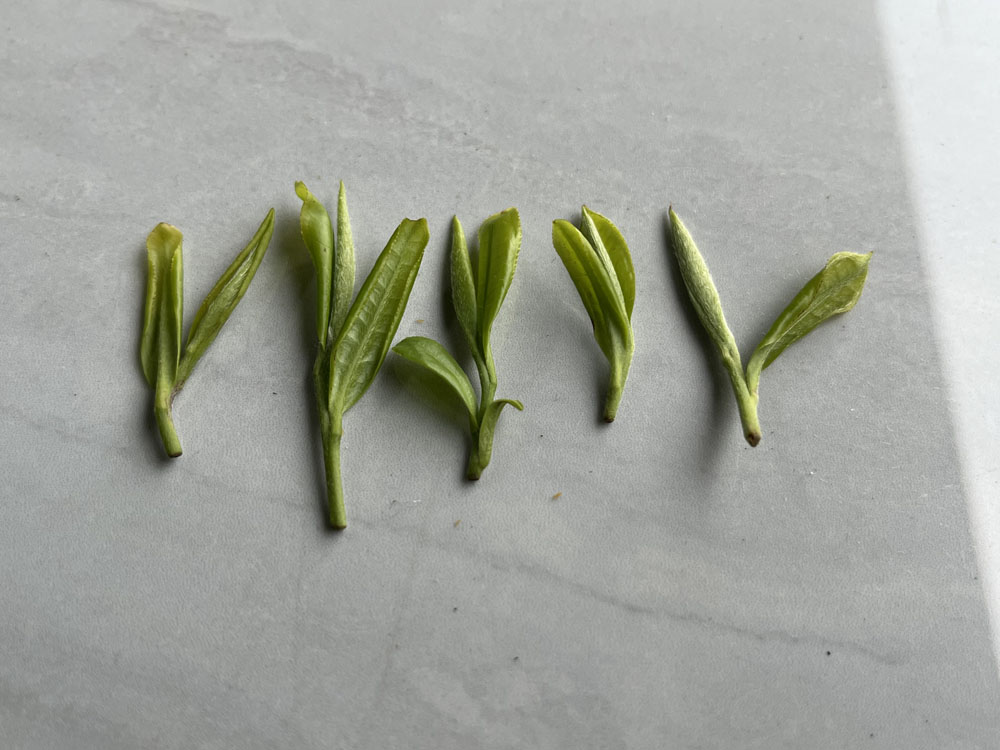 富硒茶紫阳翠峰和紫阳翠芽的差别
