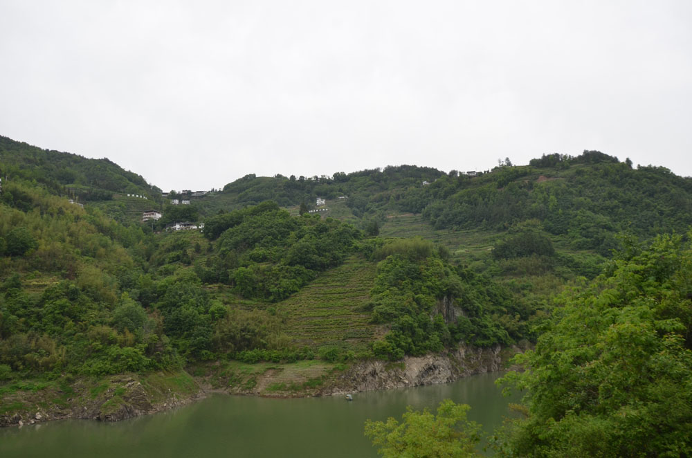 紫阳焕古茶和红椿茶有啥区别？