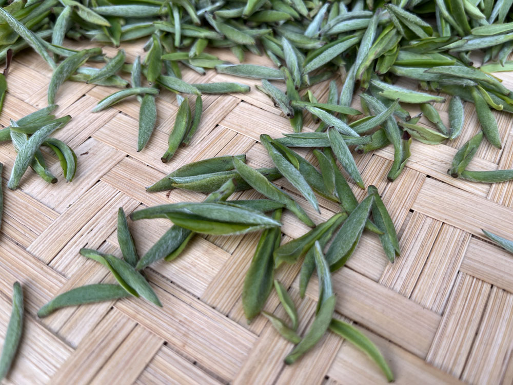 紫阳毛尖茶中细毛是啥？