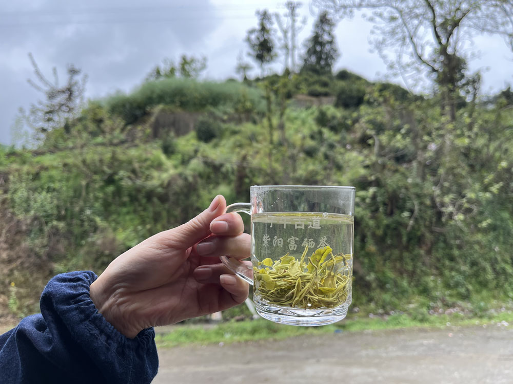 紫阳群体种的茶叶是什么样子的？