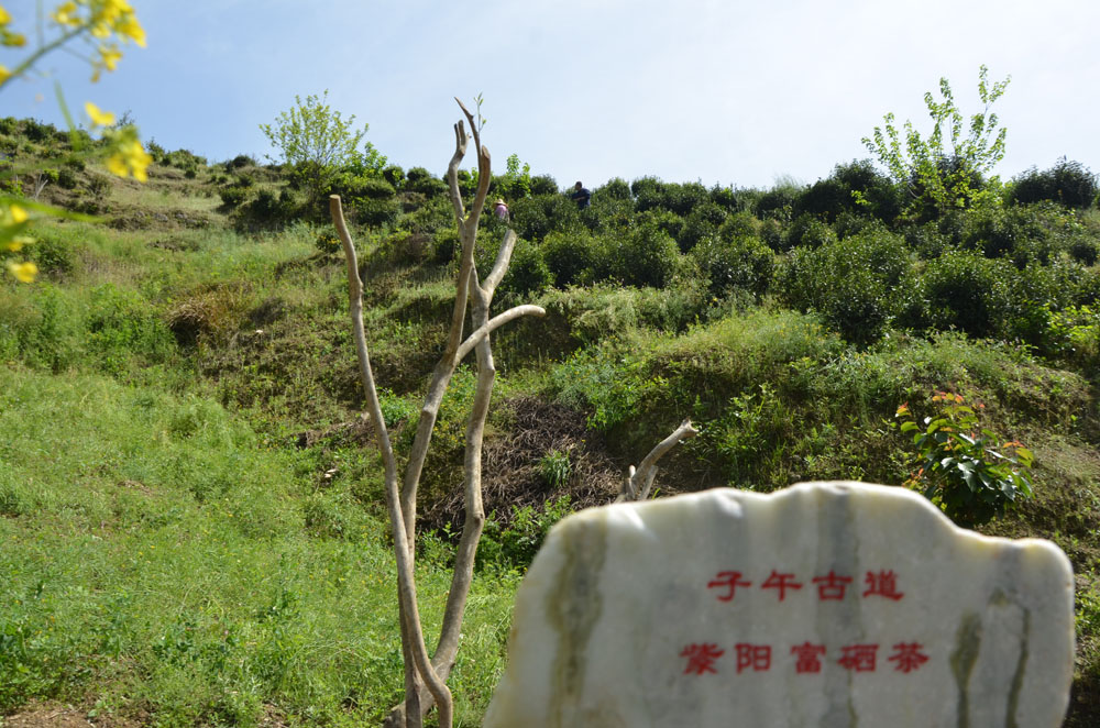 石泉县的富硒茶好还是紫阳的富硒茶好