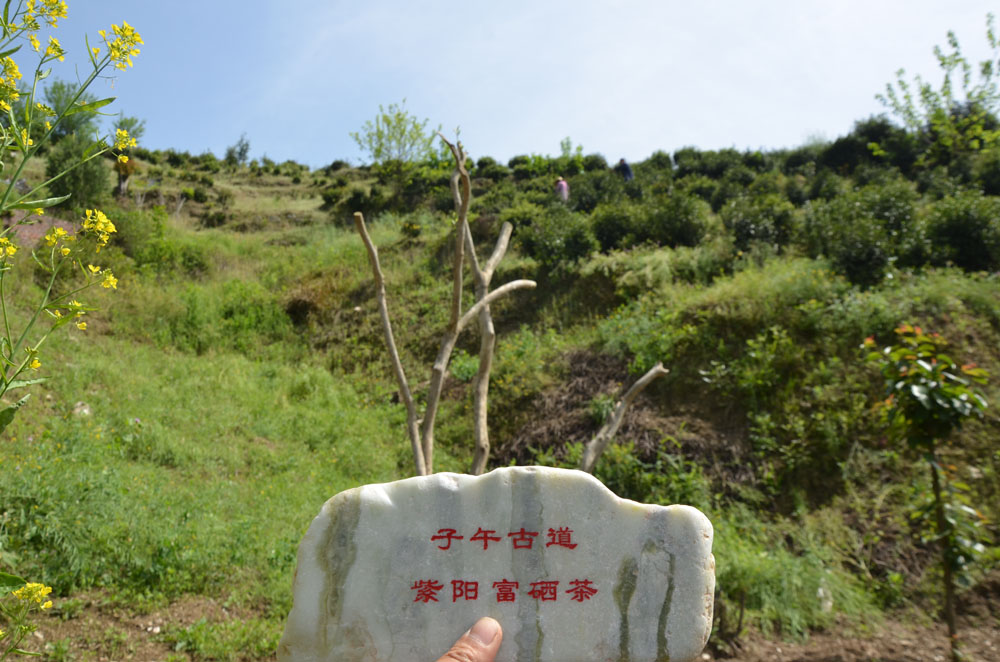 紫阳富硒茶是大厂的好还是小作坊的好？