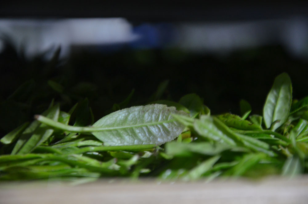 陕西紫阳毛尖假茶多吗？