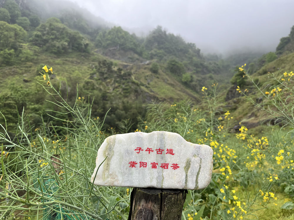 紫阳富硒茶精彩亮相第27届青洽会