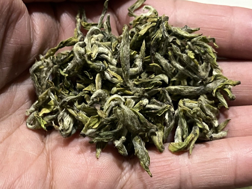 紫阳茶干茶叶子为什么黄 是不是陈茶的问题？
