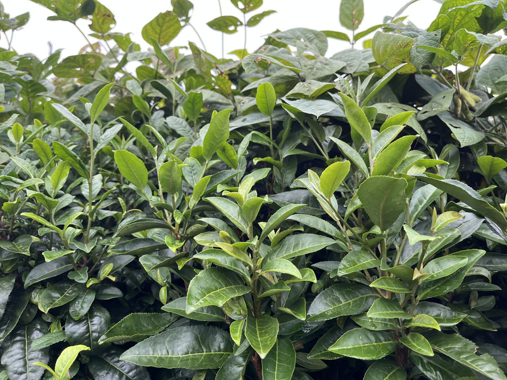紫阳富硒茶秋茶好喝吗？