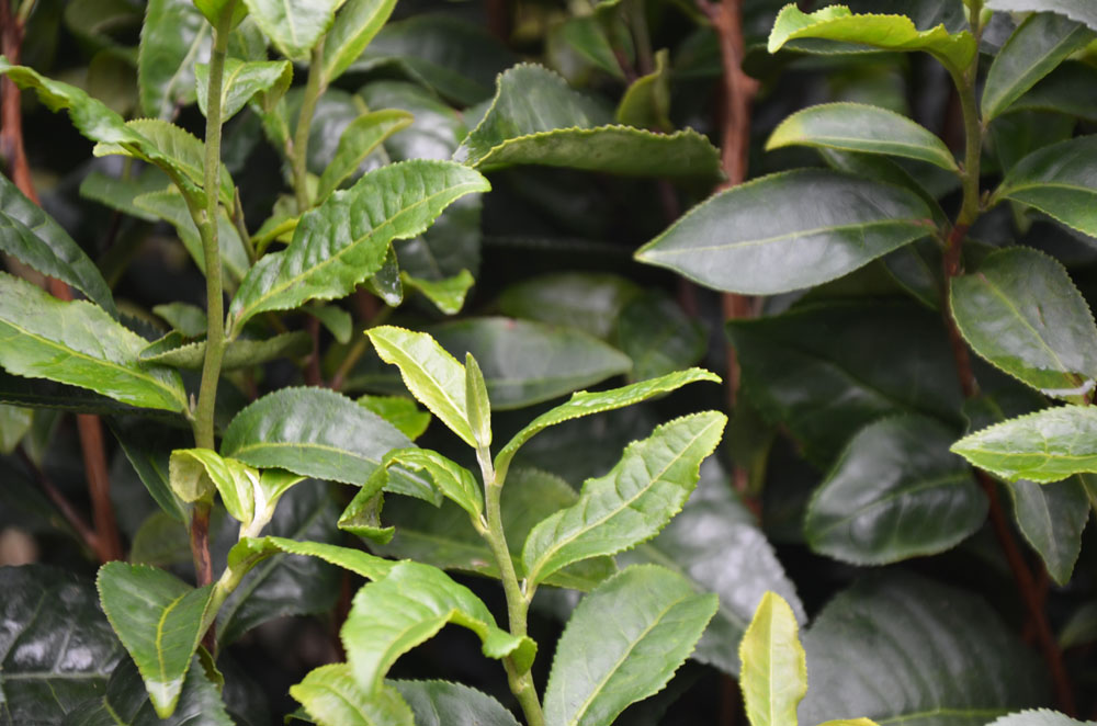 紫阳茶园秋天还能采茶吗？