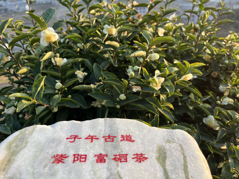 安康市茶叶哪个品牌最好？