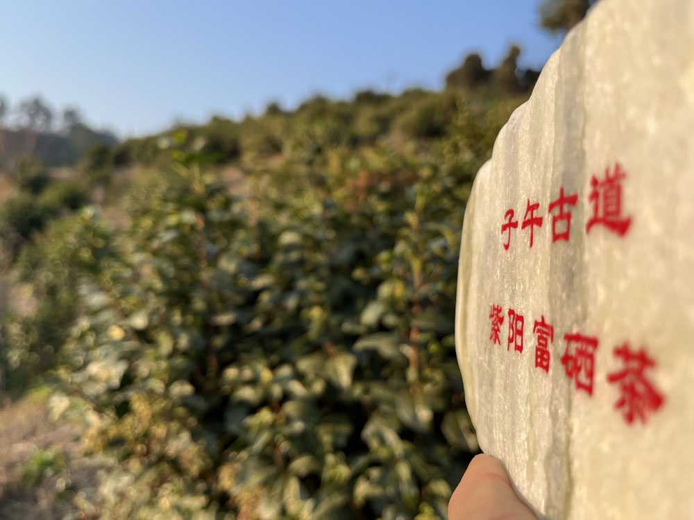 紫阳茶叶哪里的最好