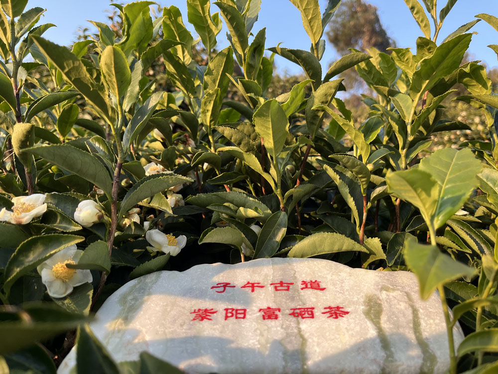 子午古道紫阳富硒茶坚守的四条规矩让您放心买茶叶