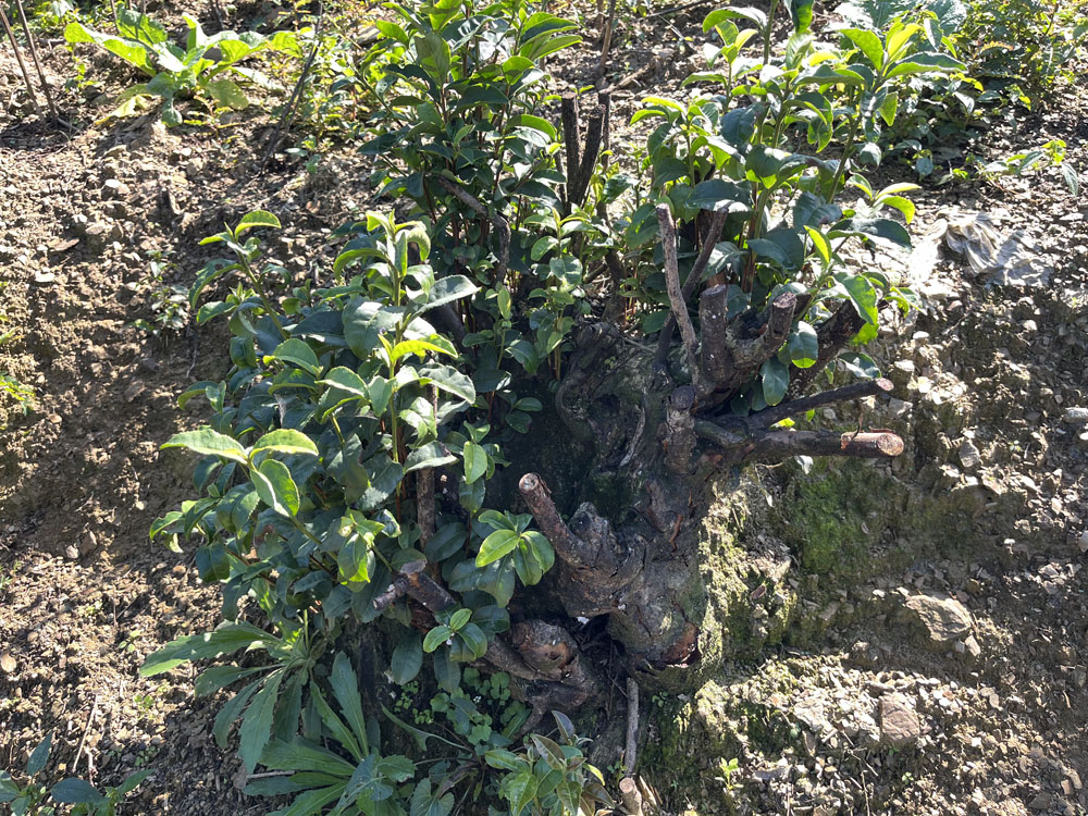 紫阳茶叶与西乡茶叶区别